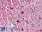 Enolase 1 antibody, LS-B6703, Lifespan Biosciences, Immunohistochemistry paraffin image 