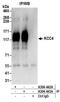Solute carrier family 12 member 7 antibody, A304-443A, Bethyl Labs, Immunoprecipitation image 