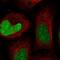 IZUMO Family Member 2 antibody, NBP1-90720, Novus Biologicals, Immunofluorescence image 