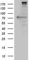 Nestin antibody, CF809183, Origene, Western Blot image 