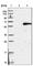 Chordin Like 1 antibody, HPA000226, Atlas Antibodies, Western Blot image 