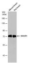 SCAR1 antibody, PA5-78273, Invitrogen Antibodies, Western Blot image 