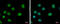 Elongator complex protein 3 antibody, GTX631395, GeneTex, Immunocytochemistry image 