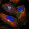 Intraflagellar Transport 74 antibody, NBP1-86580, Novus Biologicals, Immunofluorescence image 