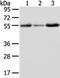 XK Related X-Linked antibody, TA351964, Origene, Western Blot image 