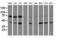 Crystallin Zeta Like 1 antibody, LS-C173879, Lifespan Biosciences, Western Blot image 