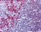 CD79a antibody, orb89766, Biorbyt, Immunohistochemistry paraffin image 