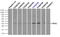 Replication Protein A2 antibody, LS-C114844, Lifespan Biosciences, Immunoprecipitation image 
