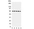 Regulator Of G Protein Signaling 14 antibody, R31283, NSJ Bioreagents, Western Blot image 