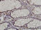 CDK5 Regulatory Subunit Associated Protein 3 antibody, LS-C133821, Lifespan Biosciences, Immunohistochemistry frozen image 