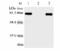 Interleukin 12B antibody, ALX-804-716-C050, Enzo Life Sciences, Western Blot image 