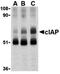 Calf intestinal alkaline phosphatase  antibody, orb74549, Biorbyt, Western Blot image 