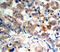 AMPK antibody, TA333273, Origene, Immunohistochemistry paraffin image 