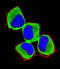 Renalase, FAD Dependent Amine Oxidase antibody, orb331056, Biorbyt, Immunocytochemistry image 