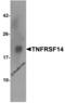 TNF Receptor Superfamily Member 14 antibody, 3775, ProSci Inc, Western Blot image 