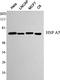 Heat Shock Protein Family A (Hsp70) Member 5 antibody, STJ98503, St John
