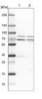 DEAH-Box Helicase 40 antibody, NBP1-91834, Novus Biologicals, Western Blot image 