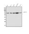 Methyl-CpG Binding Protein 2 antibody, M00047-3, Boster Biological Technology, Western Blot image 