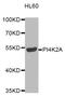 Phosphatidylinositol 4-kinase type 2-alpha antibody, LS-C346257, Lifespan Biosciences, Western Blot image 