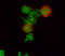 CD4 antibody, MAB25971, R&D Systems, Immunofluorescence image 