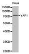 Yes Associated Protein 1 antibody, abx005949, Abbexa, Western Blot image 