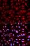 Proteasome Subunit Beta 5 antibody, orb154152, Biorbyt, Immunofluorescence image 