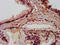 Adhesion Molecule With Ig Like Domain 2 antibody, CSB-PA769765LA01HU, Cusabio, Immunohistochemistry frozen image 