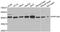 Nuclear inhibitor of protein phosphatase 1 antibody, A6701, ABclonal Technology, Western Blot image 