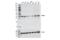 VPS26, Retromer Complex Component A antibody, 75357S, Cell Signaling Technology, Western Blot image 