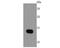 Fatty Acid Binding Protein 4 antibody, NBP2-66828, Novus Biologicals, Western Blot image 