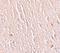 Leucine Rich Repeat Transmembrane Neuronal 3 antibody, 254421, Abbiotec, Immunohistochemistry paraffin image 