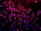 Protein Kinase AMP-Activated Catalytic Subunit Alpha 2 antibody, orb107132, Biorbyt, Immunofluorescence image 