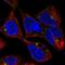 Anti-Mullerian Hormone antibody, HPA066973, Atlas Antibodies, Immunofluorescence image 