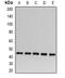 Acyl-CoA Dehydrogenase Short Chain antibody, LS-C482786, Lifespan Biosciences, Western Blot image 