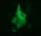 Dedicator of cytokinesis protein 8 antibody, M01771-1, Boster Biological Technology, Immunofluorescence image 