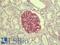 LEM Domain Containing 3 antibody, LS-B9587, Lifespan Biosciences, Immunohistochemistry paraffin image 