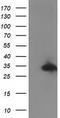 Replication Termination Factor 2 antibody, CF502421, Origene, Western Blot image 
