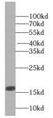 Histone H2A type 1-C antibody, FNab03876, FineTest, Western Blot image 
