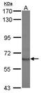 Signal Transducing Adaptor Molecule 2 antibody, PA5-30368, Invitrogen Antibodies, Western Blot image 