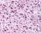 Neuropeptide S receptor antibody, NBP1-44315, Novus Biologicals, Immunohistochemistry frozen image 