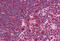 SNW Domain Containing 1 antibody, MBS240328, MyBioSource, Immunohistochemistry frozen image 