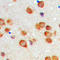 Cytochrome P450 Family 2 Subfamily C Member 19 antibody, LS-C358462, Lifespan Biosciences, Immunohistochemistry frozen image 