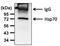 Heat shock 70 kDa protein 1A/1B antibody, MA1-10889, Invitrogen Antibodies, Immunoprecipitation image 