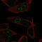 LKAAEAR Motif Containing 1 antibody, HPA056463, Atlas Antibodies, Immunocytochemistry image 