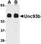 Unc-93B1 antibody, orb74971, Biorbyt, Western Blot image 