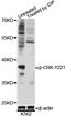 CRK Proto-Oncogene, Adaptor Protein antibody, LS-C750628, Lifespan Biosciences, Western Blot image 