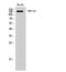 Centrosomal protein of 152 kDa antibody, STJ92222, St John