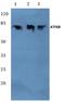 Activating Transcription Factor 6 Beta antibody, AP06751PU-N, Origene, Western Blot image 