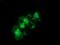 Syntrophin Alpha 1 antibody, MA5-25324, Invitrogen Antibodies, Immunocytochemistry image 