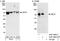DnaJ Heat Shock Protein Family (Hsp40) Member C21 antibody, A301-884A, Bethyl Labs, Western Blot image 